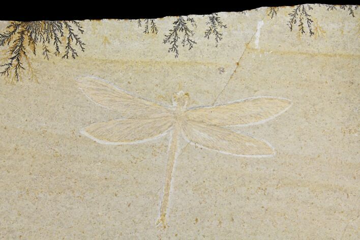 Fossil Dragonfly (Tharsophlebia) - Solnhofen Limestone #150257